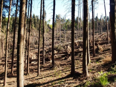 Waldschäden durch Kyrill_4