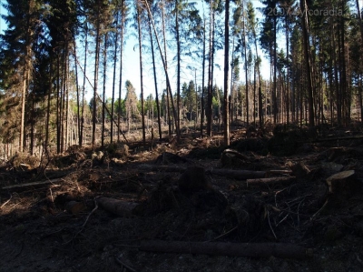 Waldschäden durch Kyrill_5
